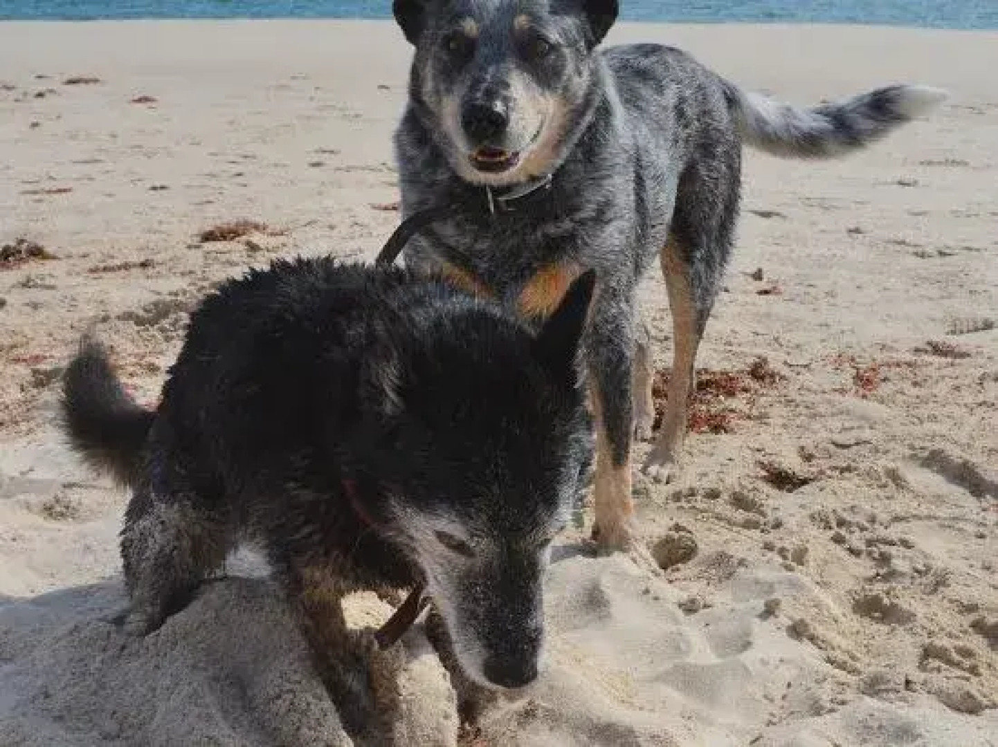 Peppy Beach Ocean Views