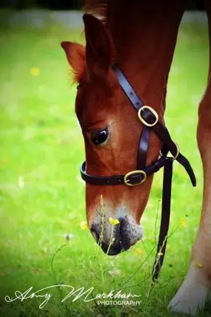 The Old Nurseries B & B