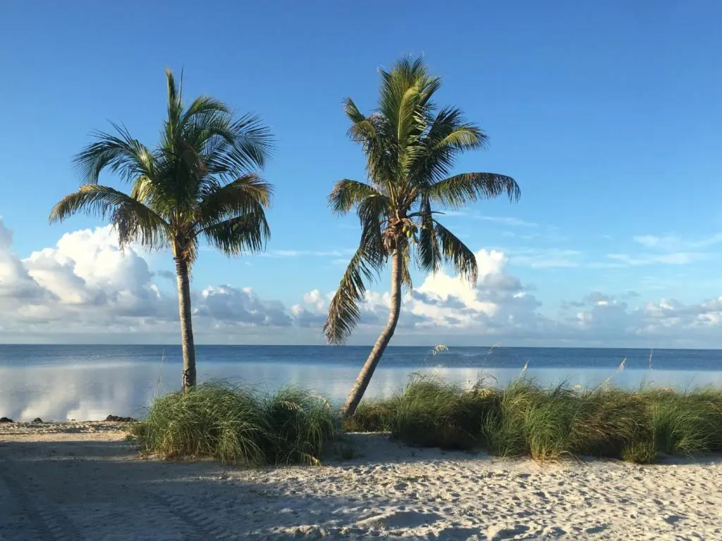 Deer Run on the Atlantic