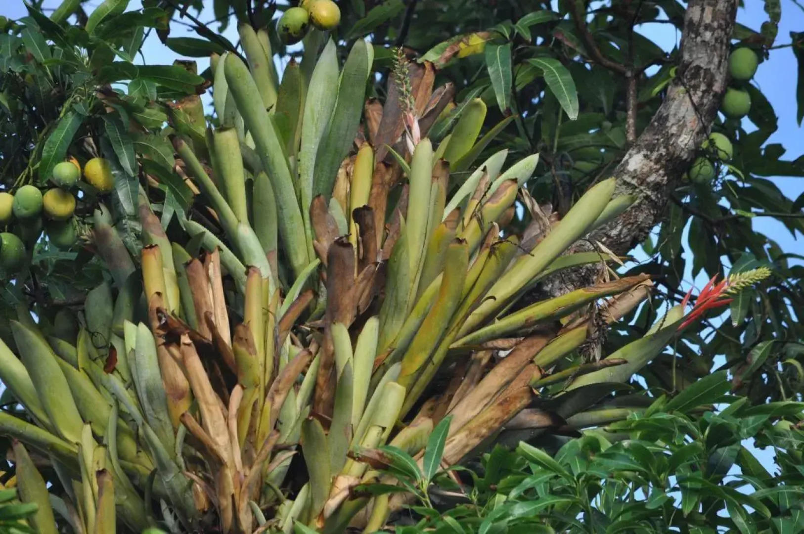 The Leatherback Lodge