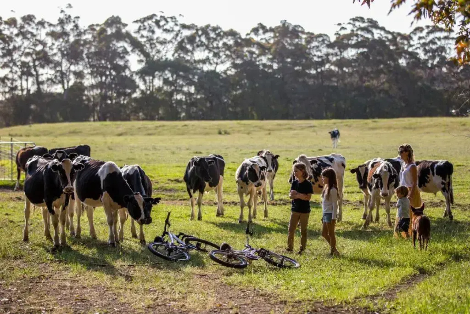 Redgate Forest Retreat