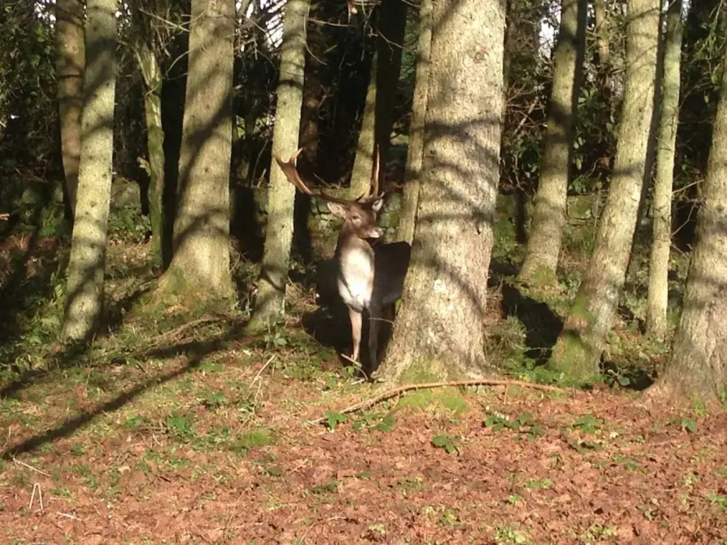 Birch Lodge 19 with Hot Tub