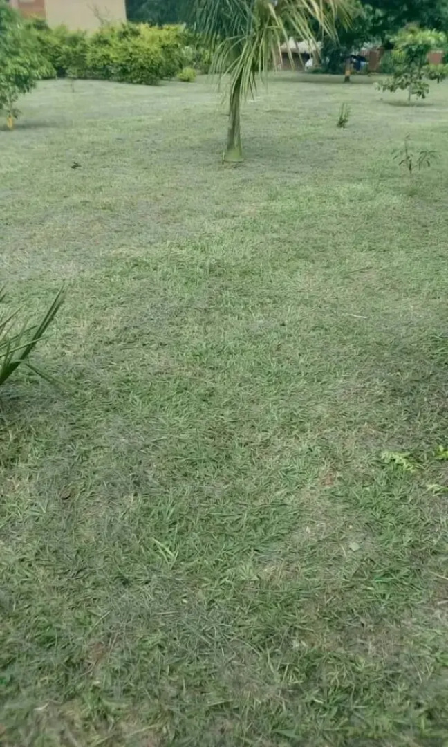 Royal Paradise Hotel