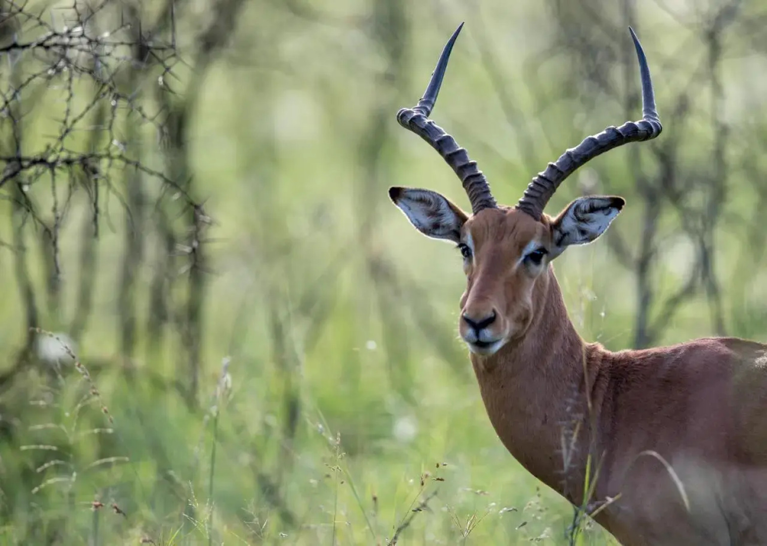 Royal Thonga Safari Lodge