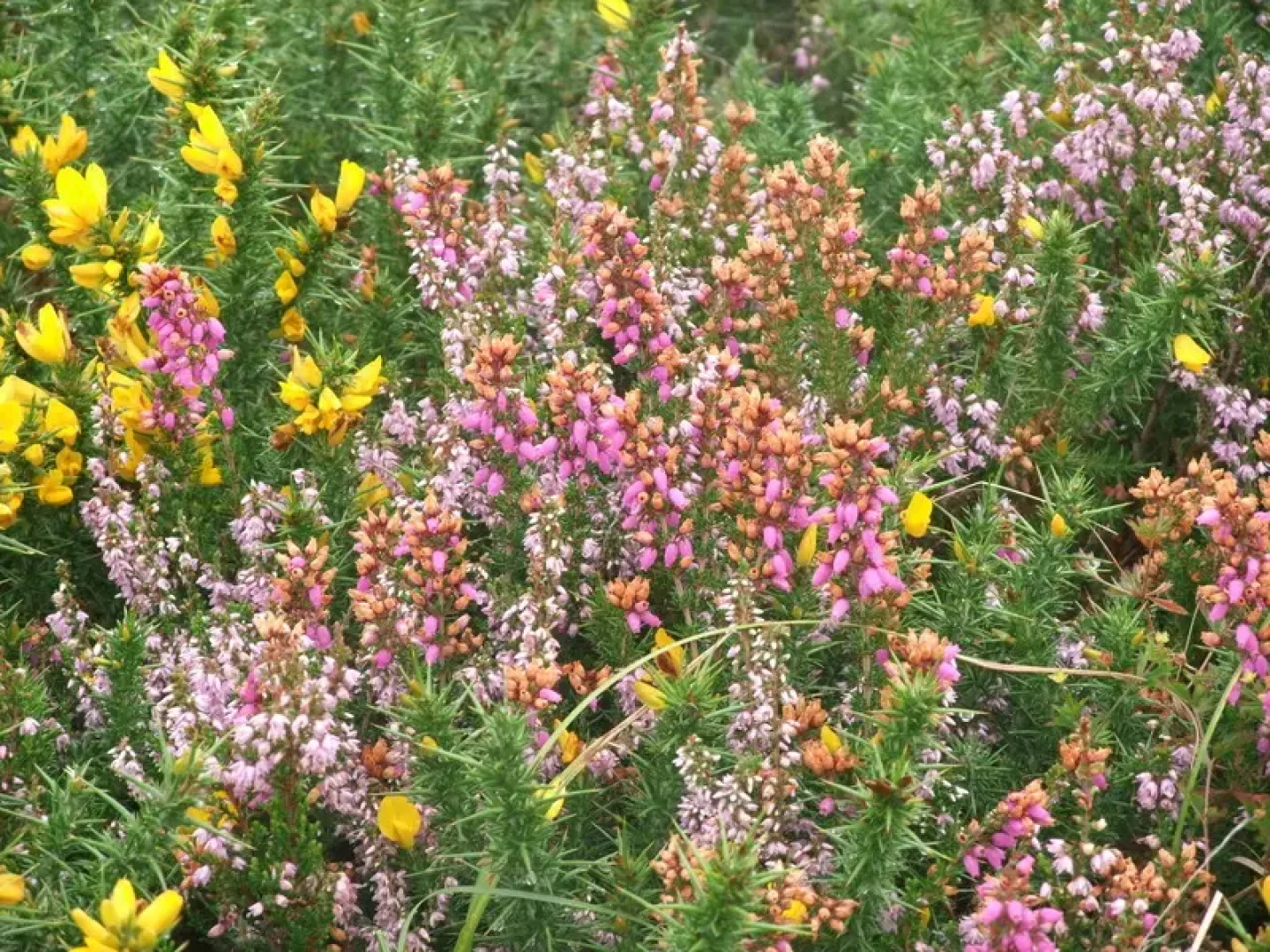 White Heather Farmhouse