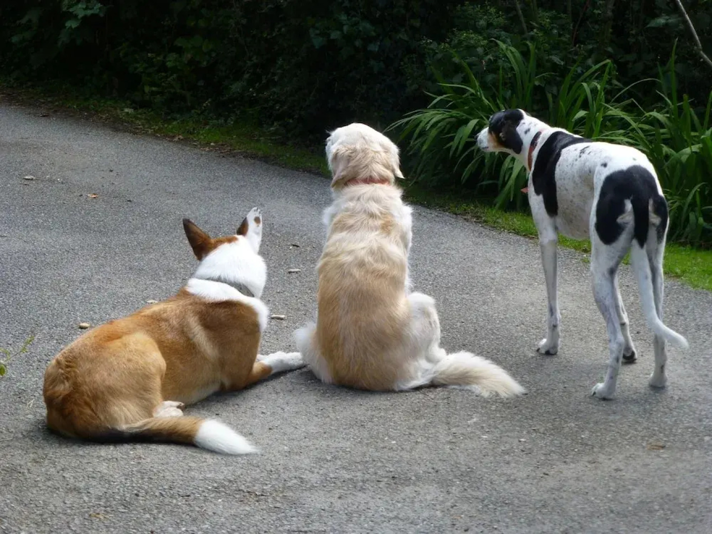 Coedllys Country House B&B