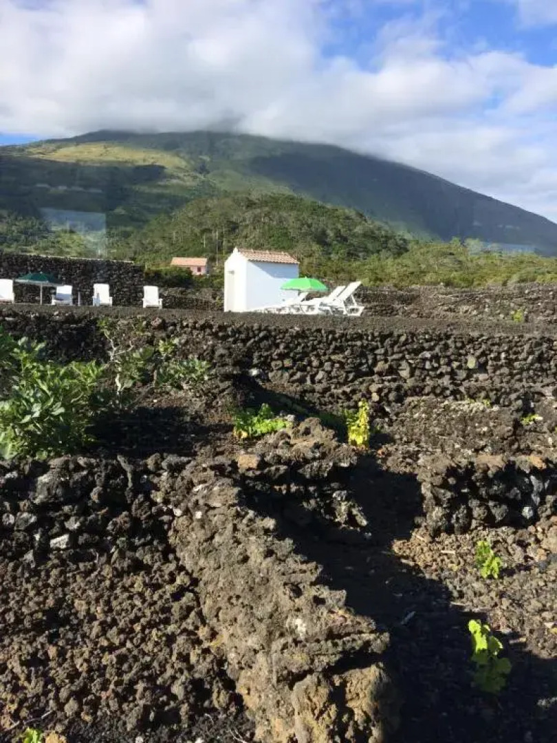 Insula Vinus Apartments