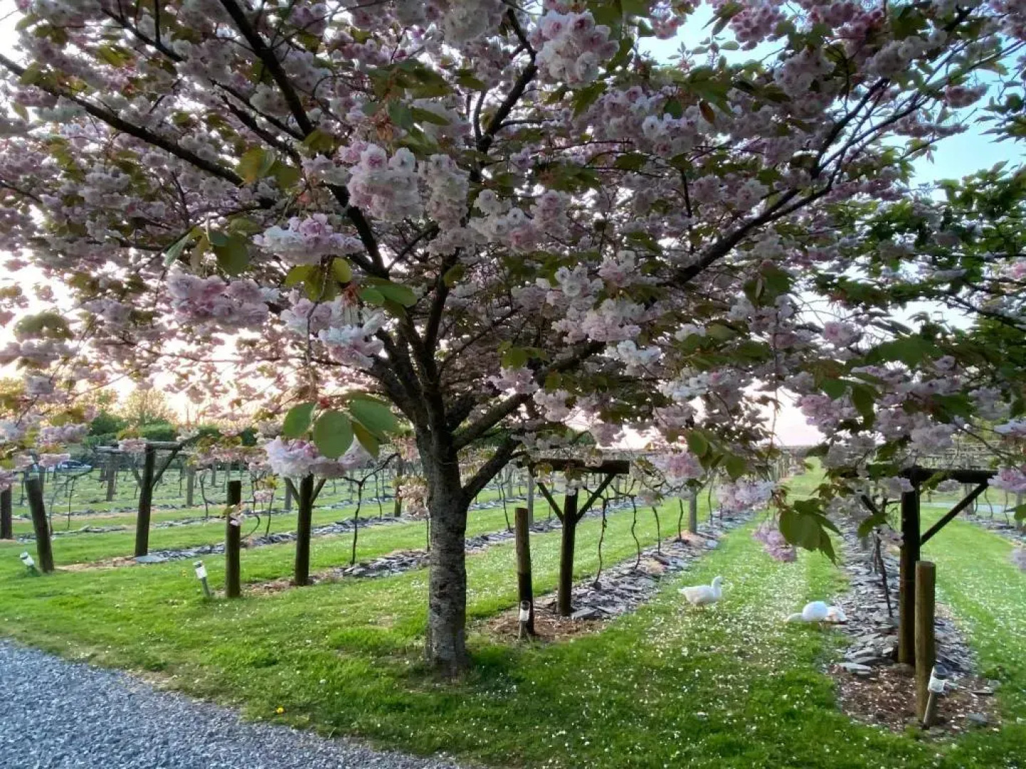 Jabajak Vineyard Restaurant With Rooms