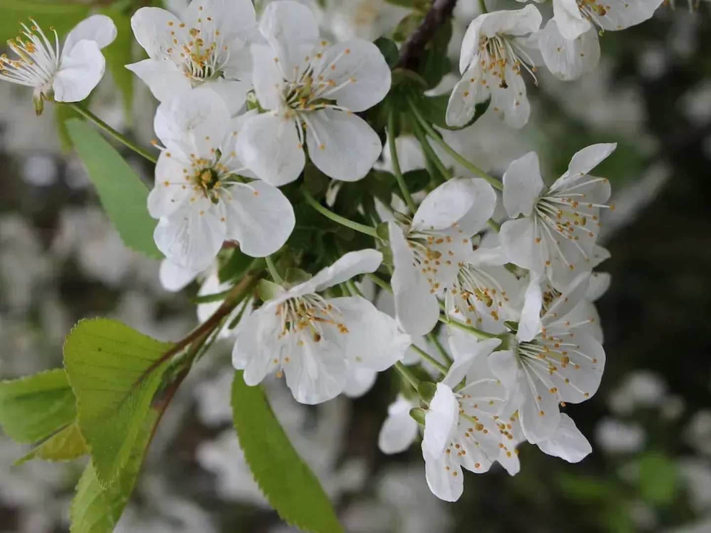 Rustic Apartment in Biendorf With Sauna