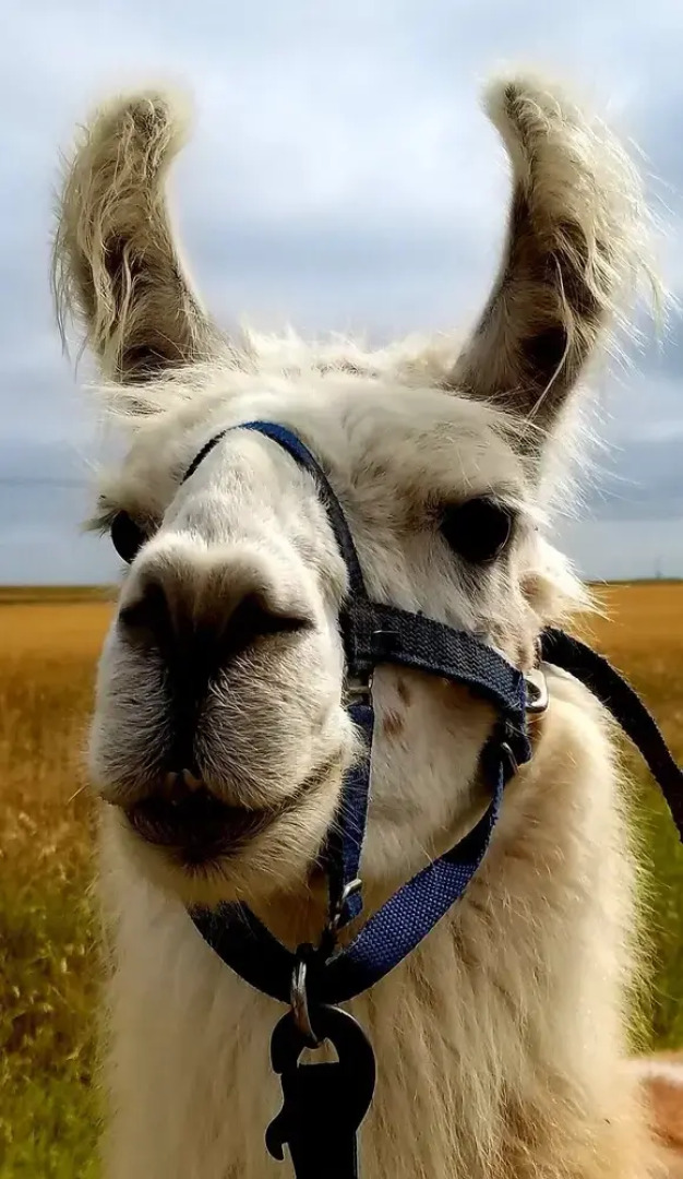 Llama-stay at Spooky Tooth Ranch – Mtn Views!!