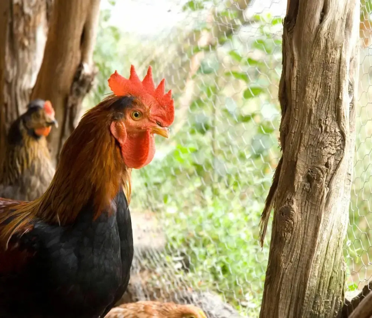 O Chardinet d'a Formiga
