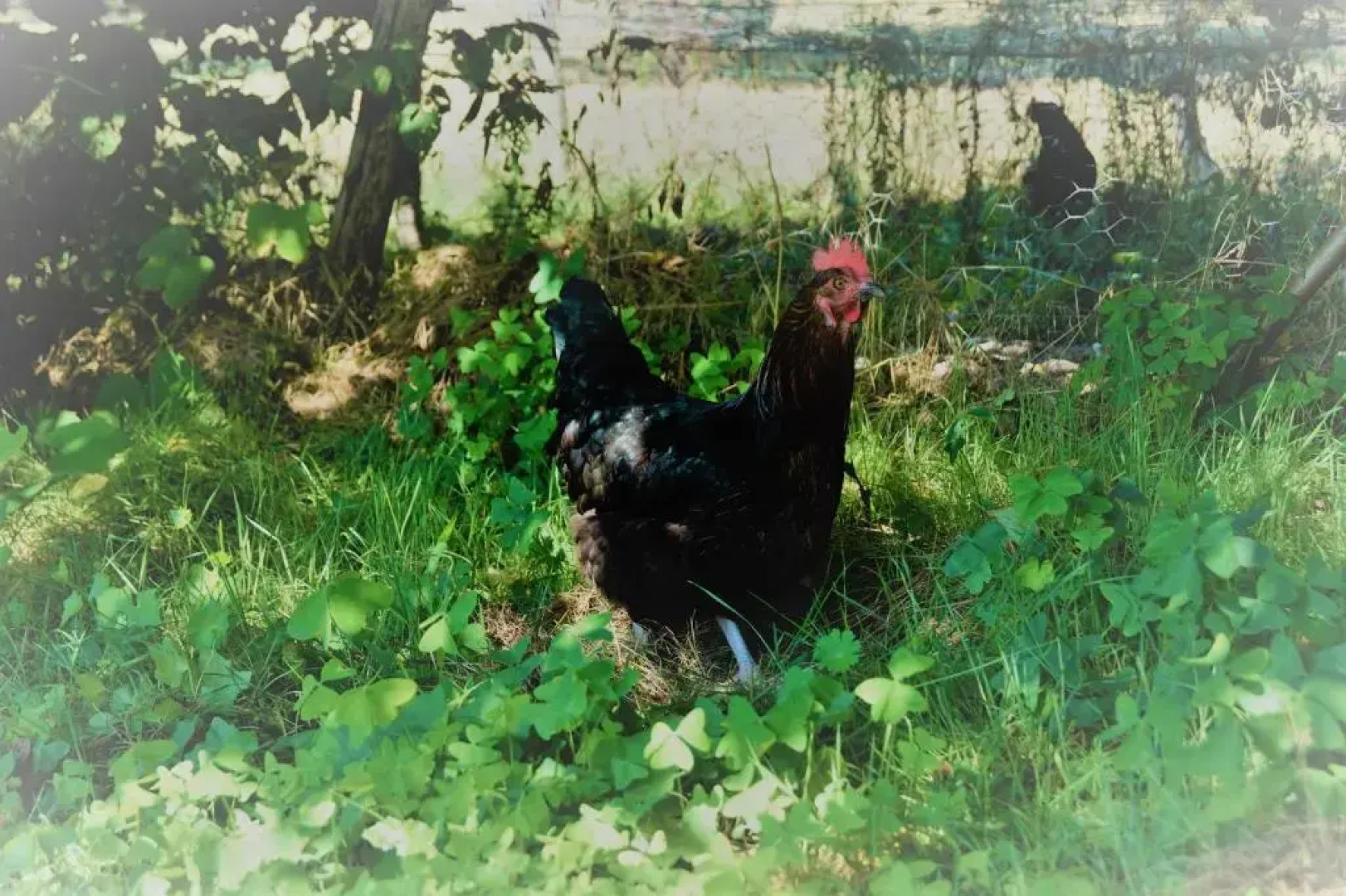 Loire Valley Llama Farm Stay