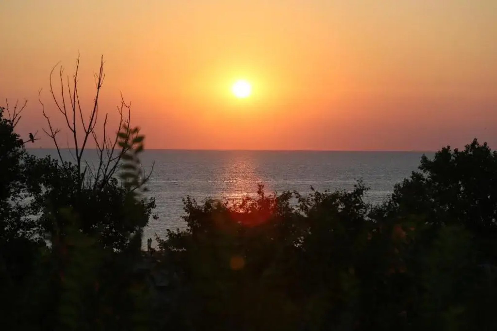 Evergreen Vlas Mamaia