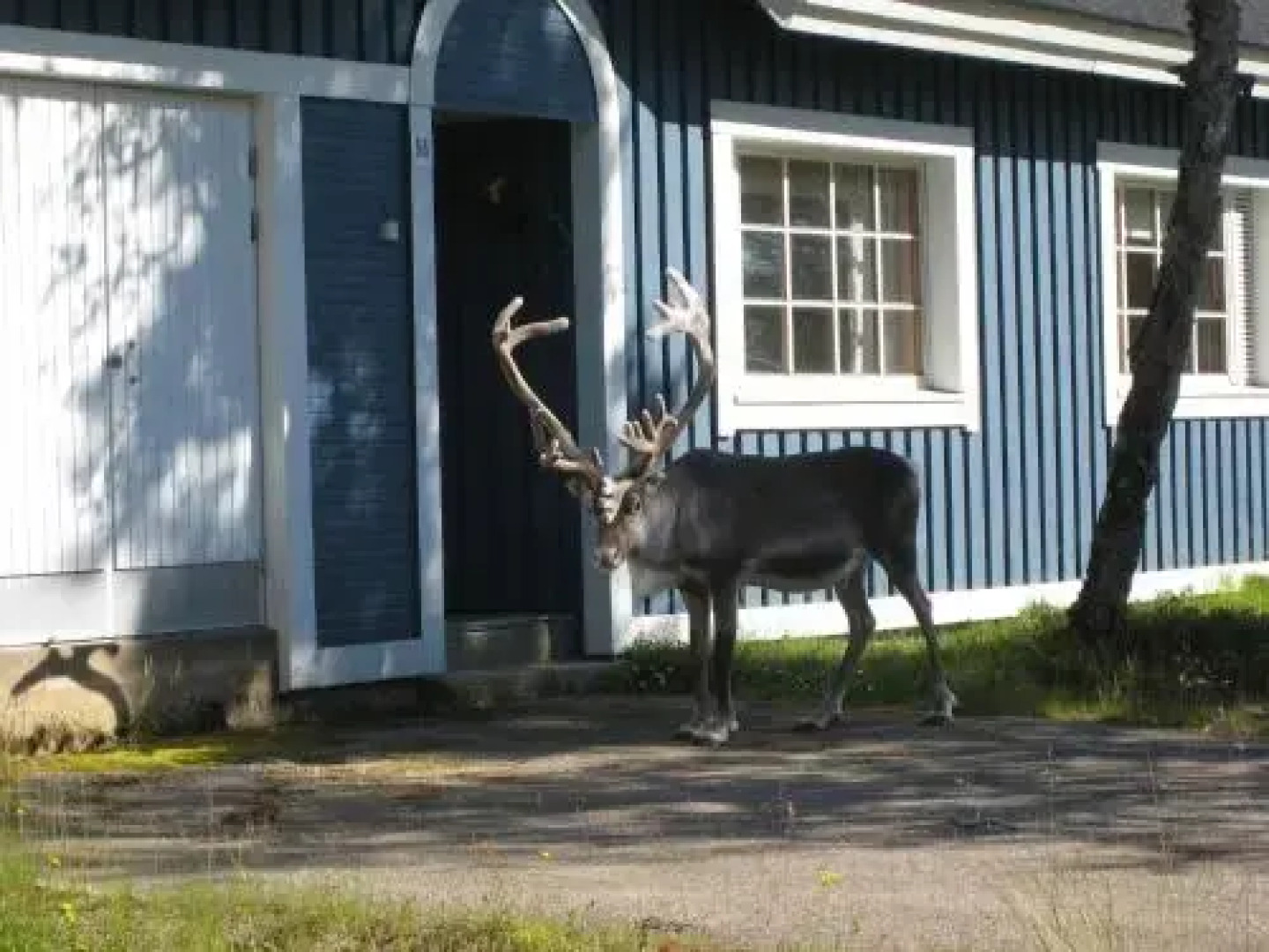 Saariselän Marjamajat