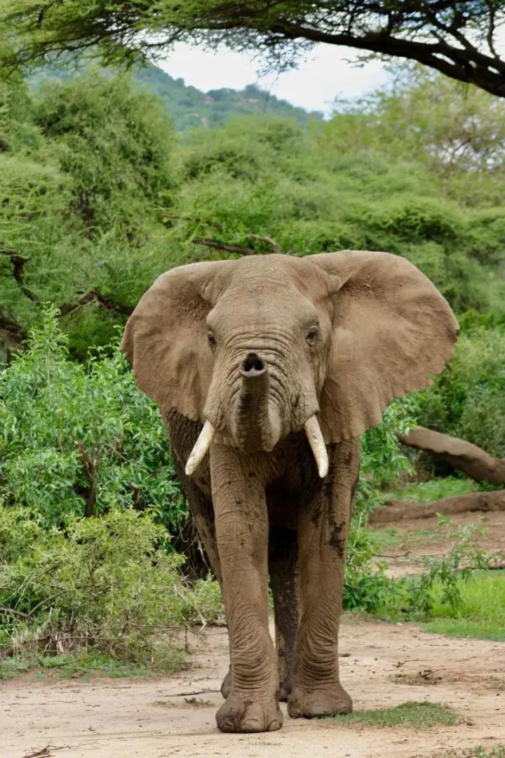 The Vijiji Center Lodge and Safari