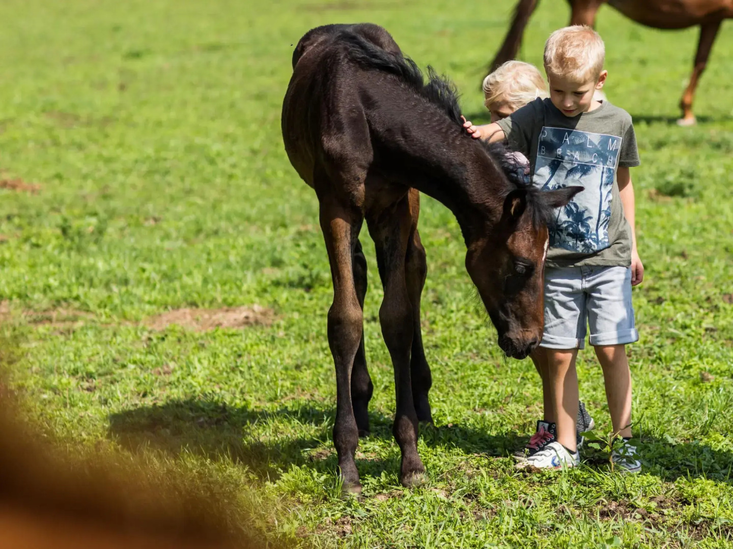 Well-maintained chalet with WiFi in a holiday park close to Park De Veluwe