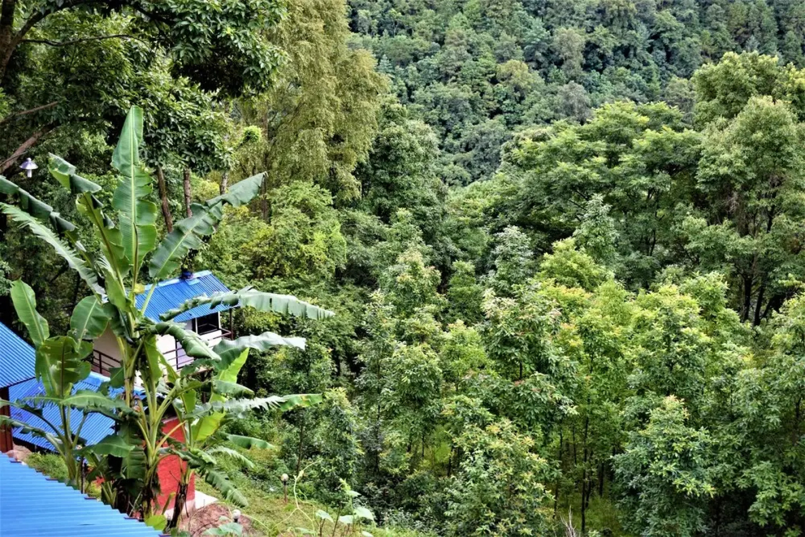 Jungle Crown Organic Homestay