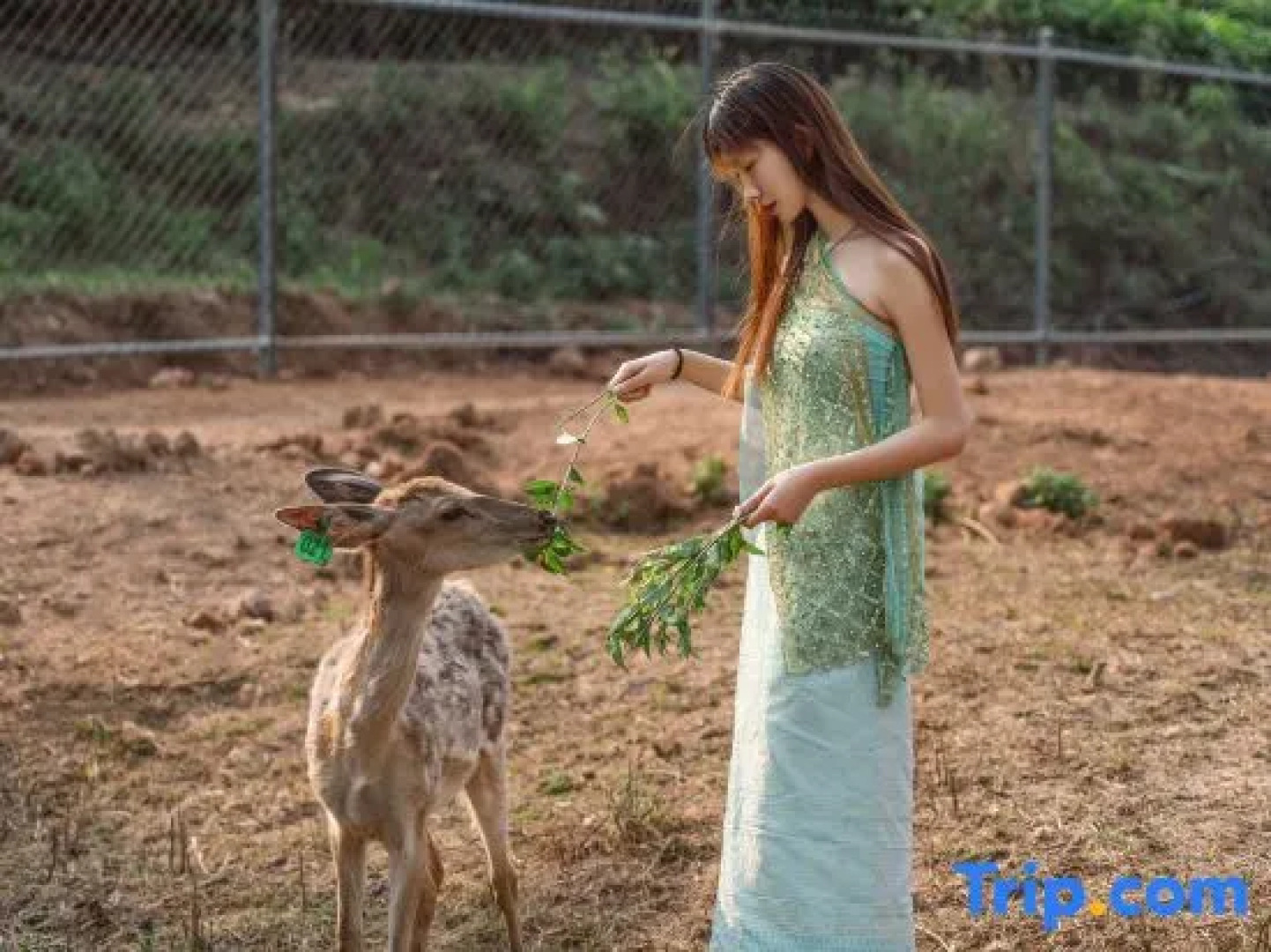 Pu'er Tea Garden Resort Hotel(Pu'er Tea Expo Garden)