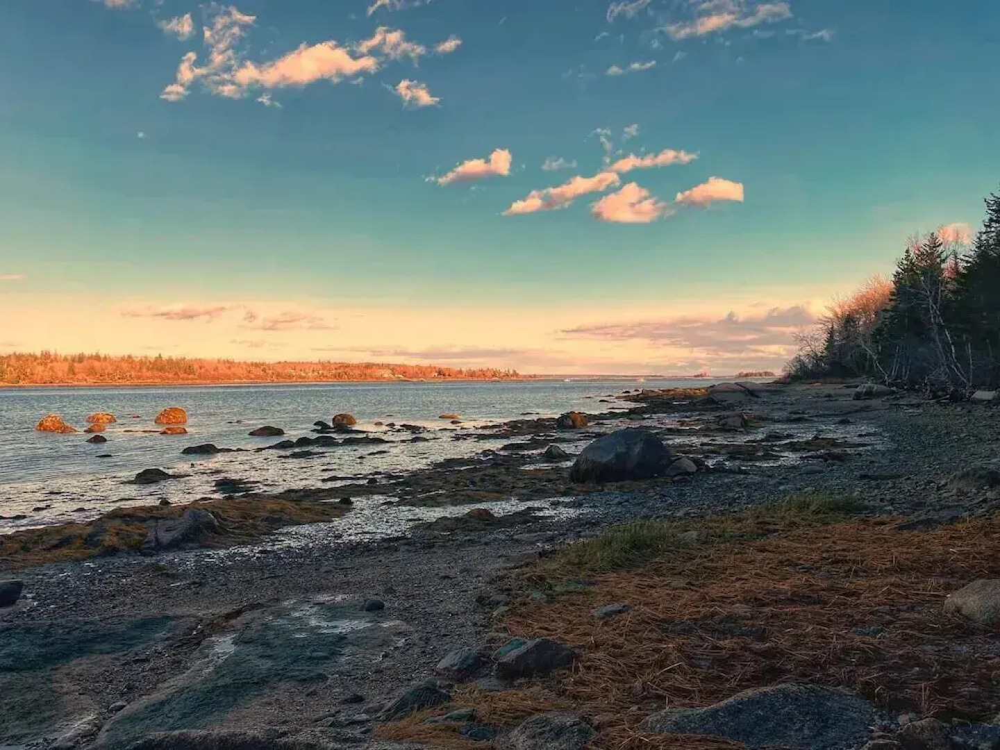 Puffin Rock - New 2022!