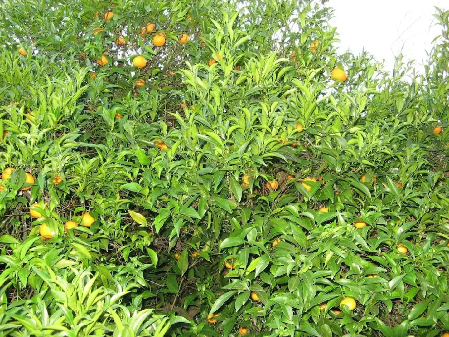 House With 4 Bedrooms in Povoa de Lanhoso, With Wonderful Mountain Vie