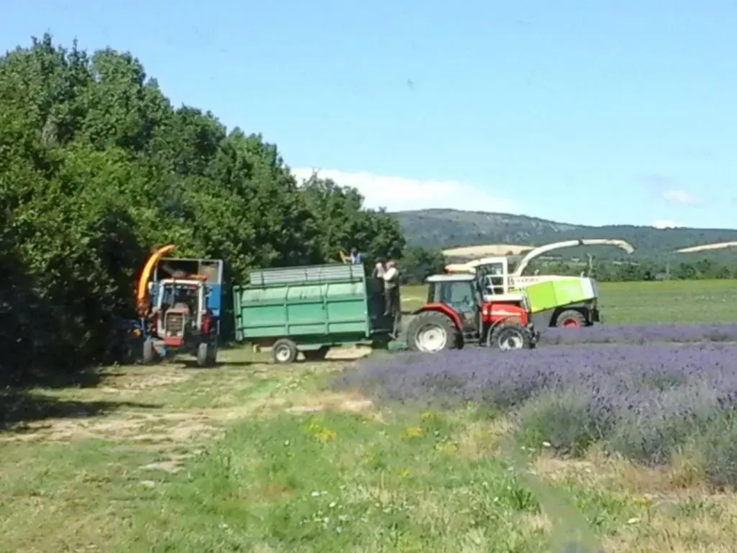 Les Cigales du Ventoux