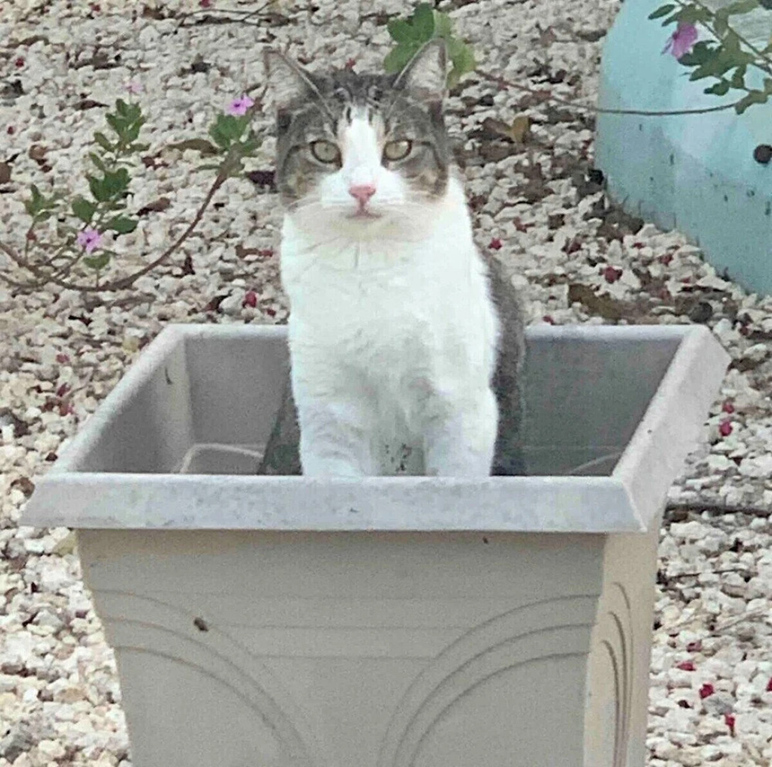 Suite 1 Beach Shuttle Concierge Garden Cats