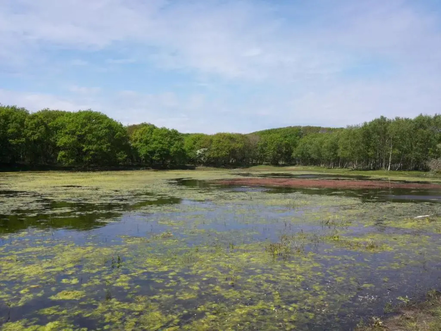 Zomerhuis De Zeedistel