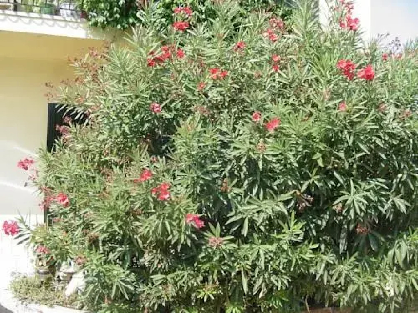 A lOmbre des Lauriers