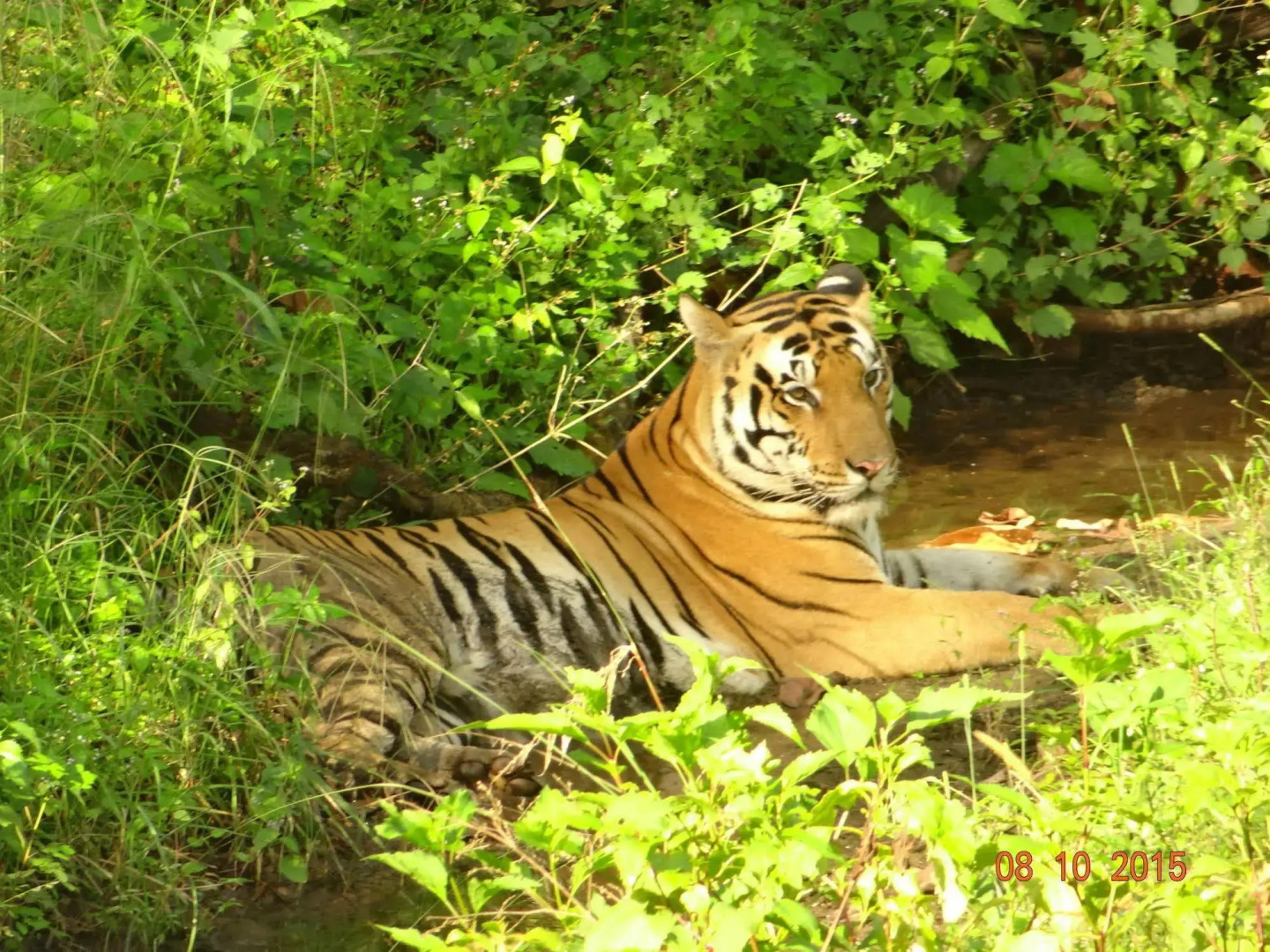 Windsor Tiger Resort