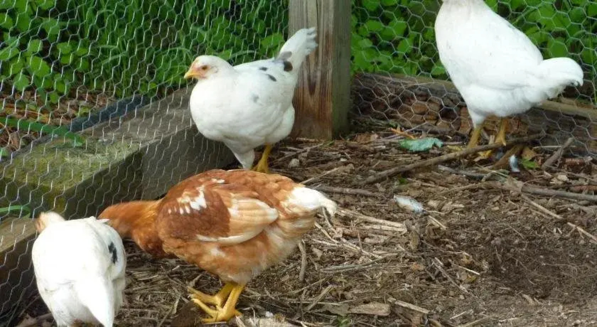On Cranberry Pond B&B