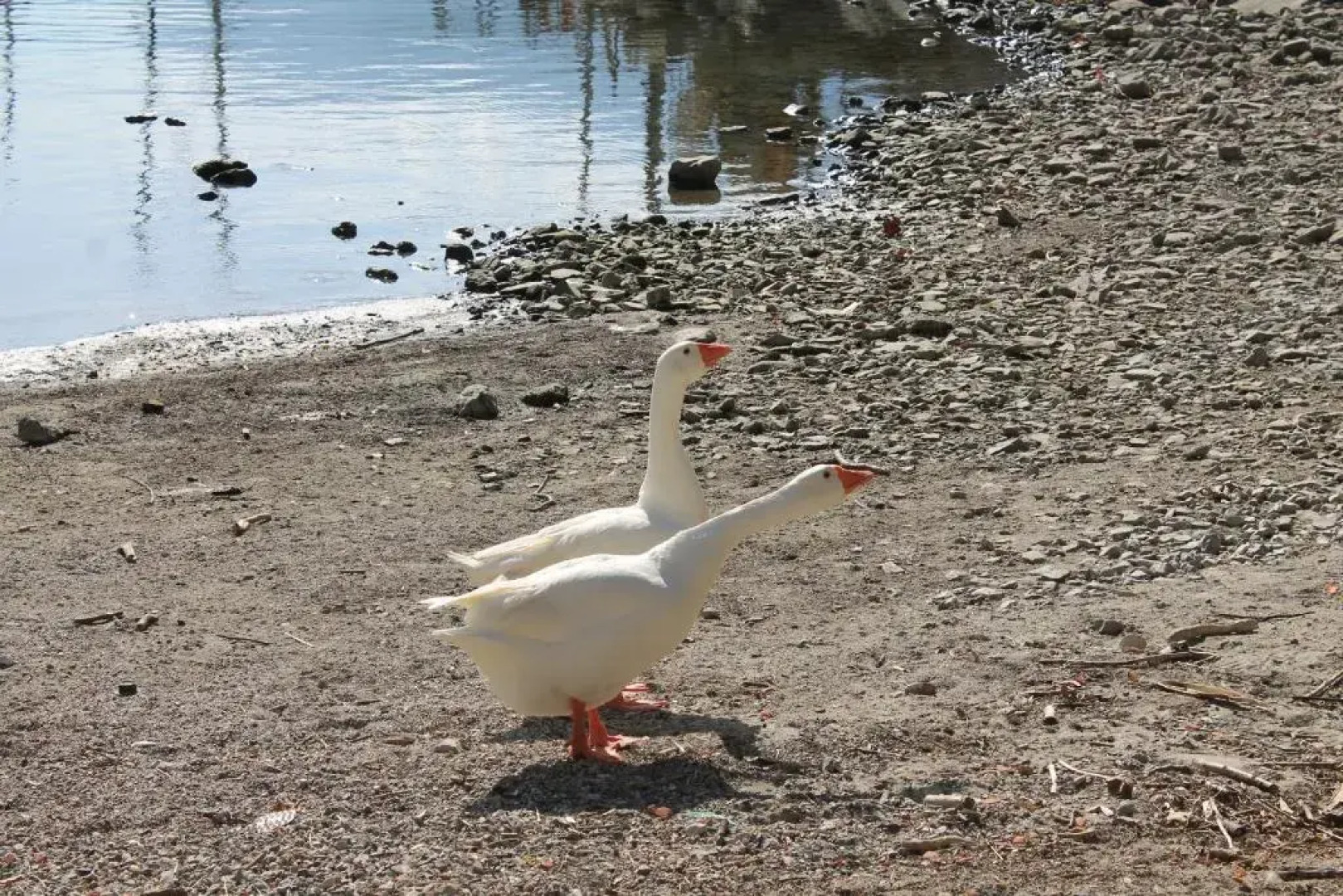 Balcony Lake View Apartment