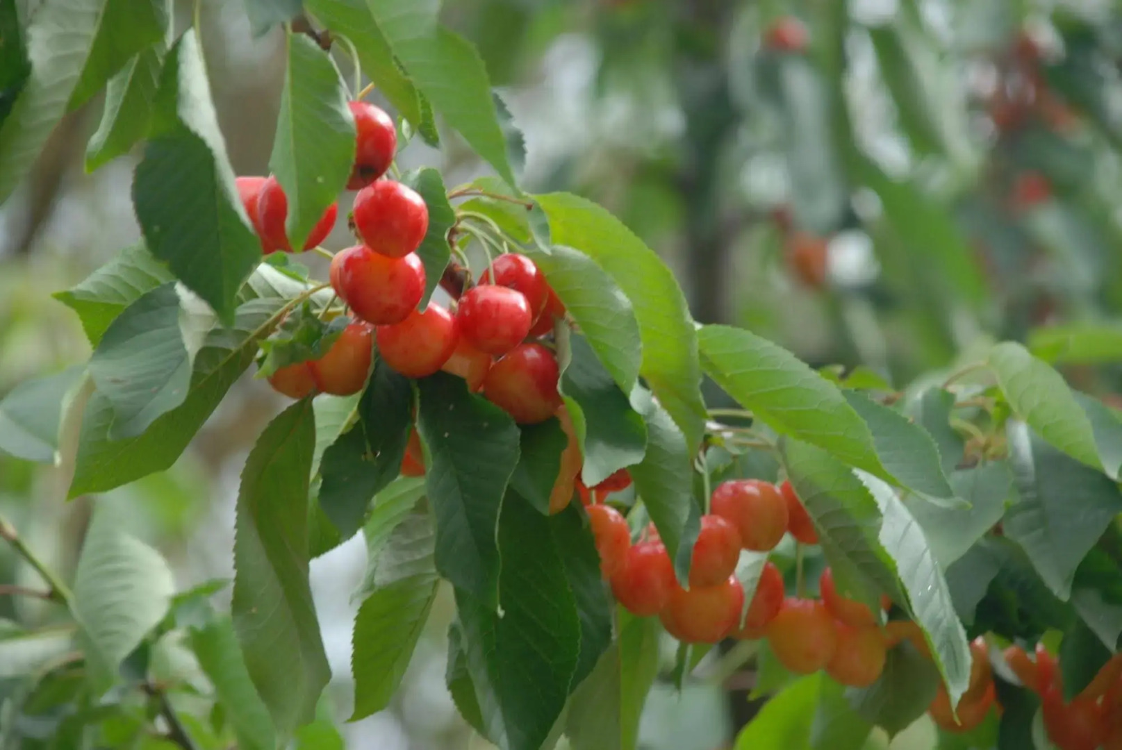 Agriturismo Podere Conte Ràcani