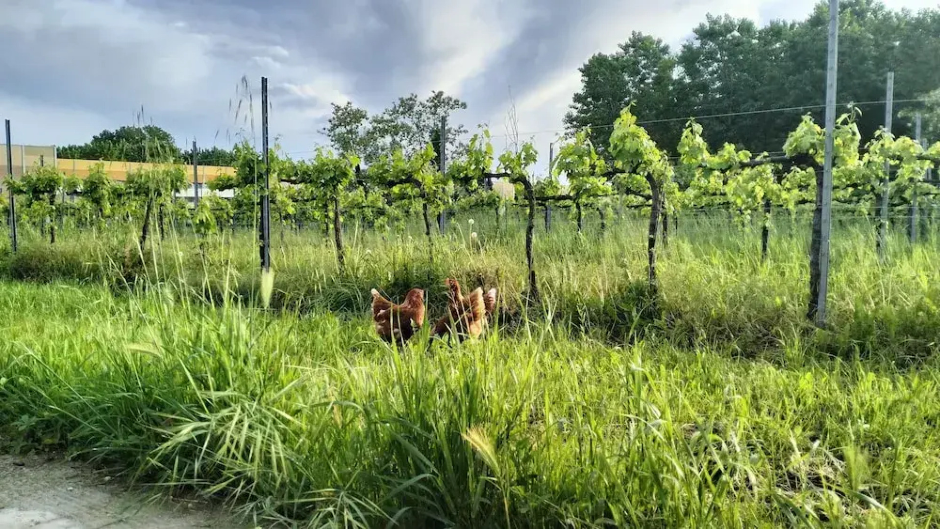 Agriturismo Le Crede 1930