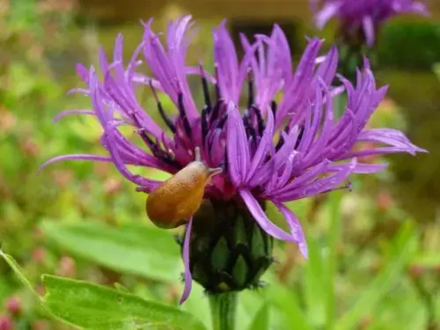 The Head At Middleton