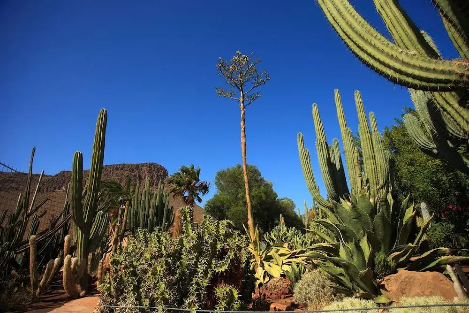 Little Dream Vecindario