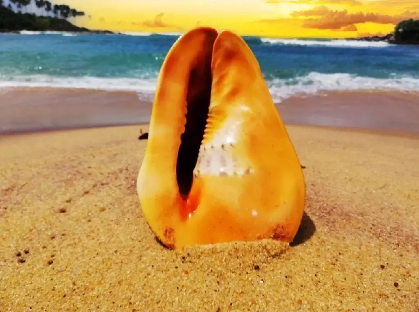 Surf and Sun