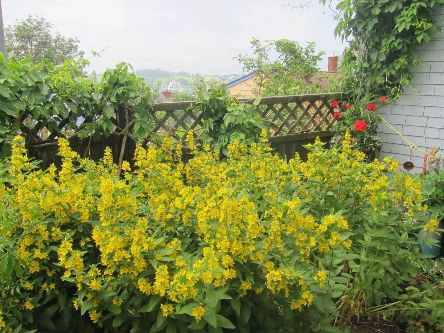 Cherry Tree Loft Apartment