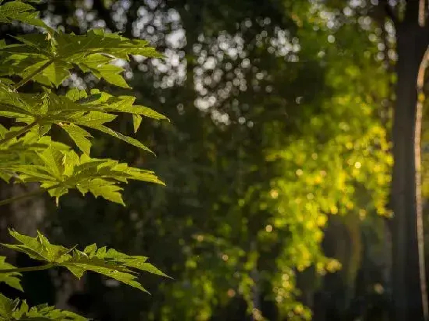 Xishuangbanna Jinghong Zhongtai Homestay (Rainforest Lanshan Branch)