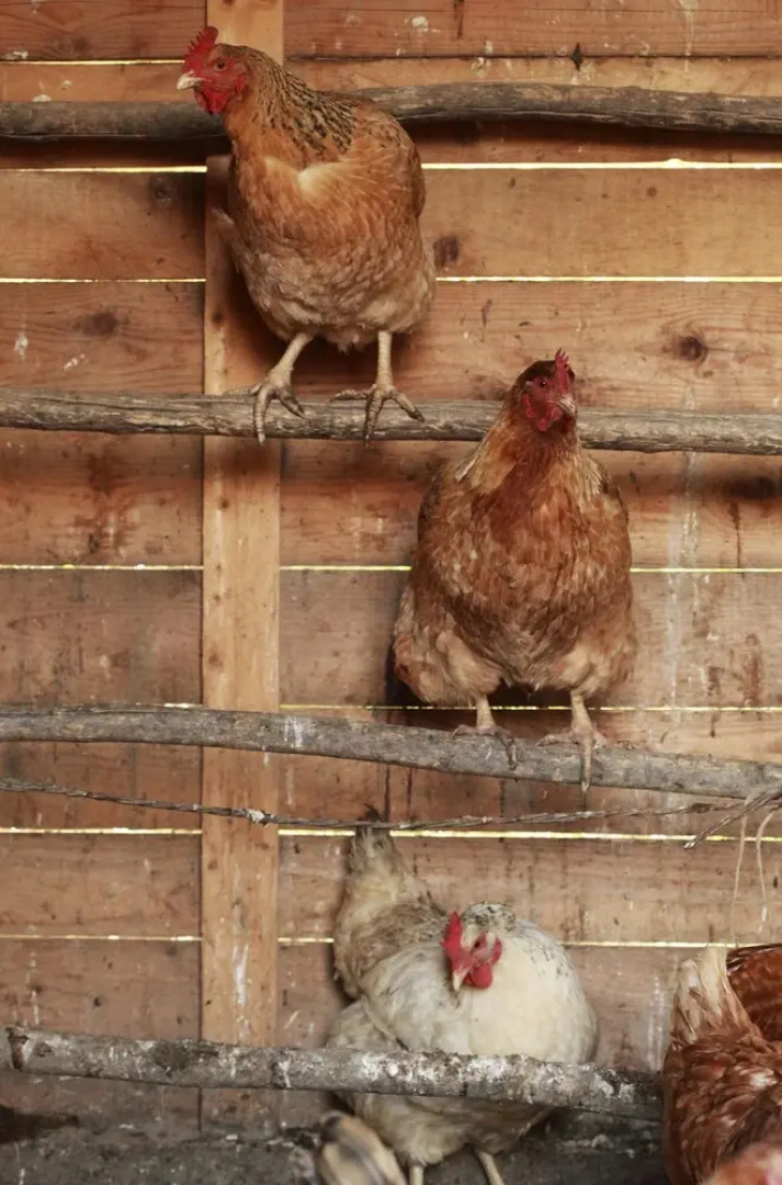 Agriturismo Belvedere Pierini e Brugi