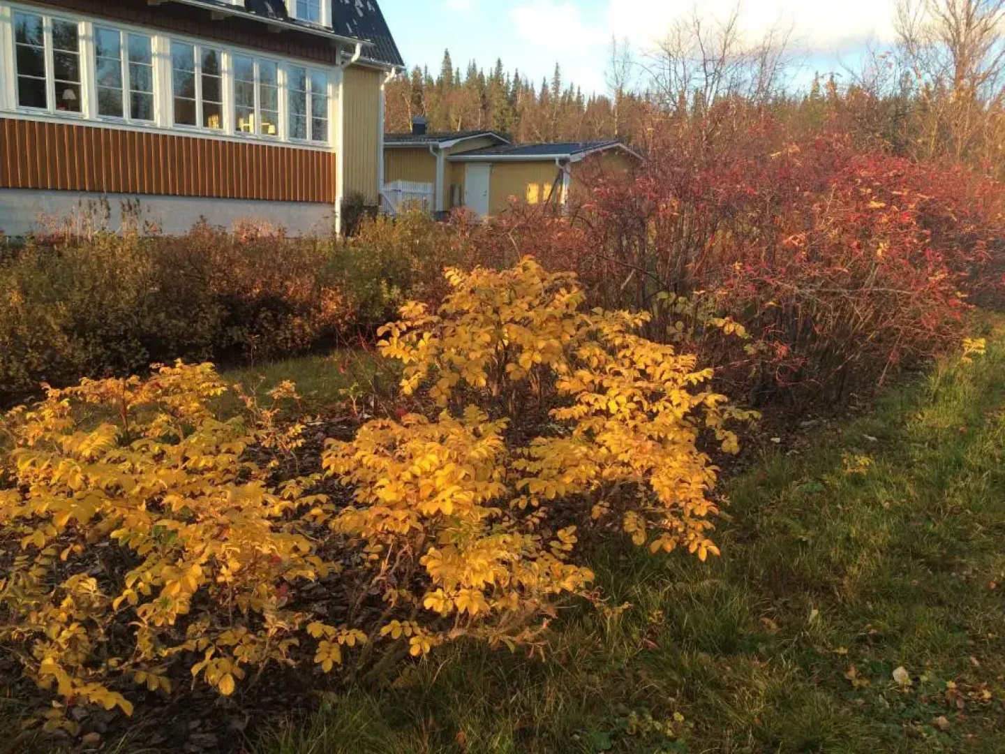 Enaforsholm Fjällgård