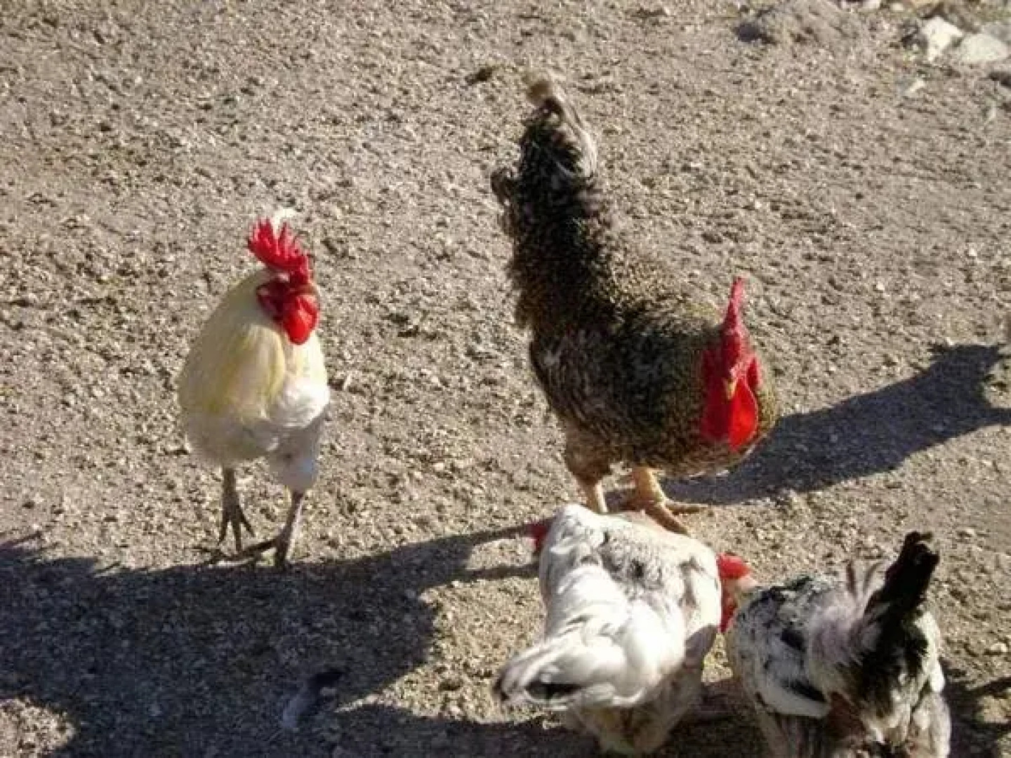 Agriturismo Fattoria Spezia