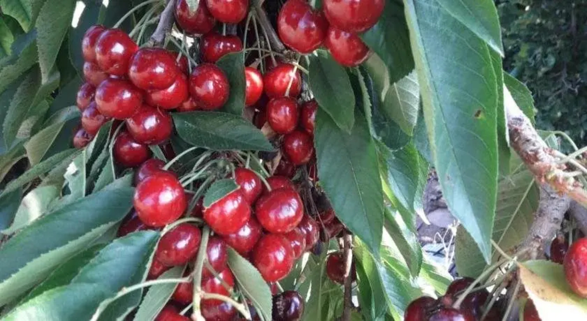 Casa Rural Bodega de los Lobera