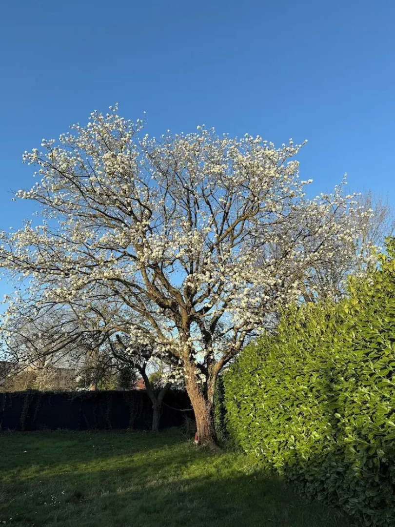 The Beautiful White House