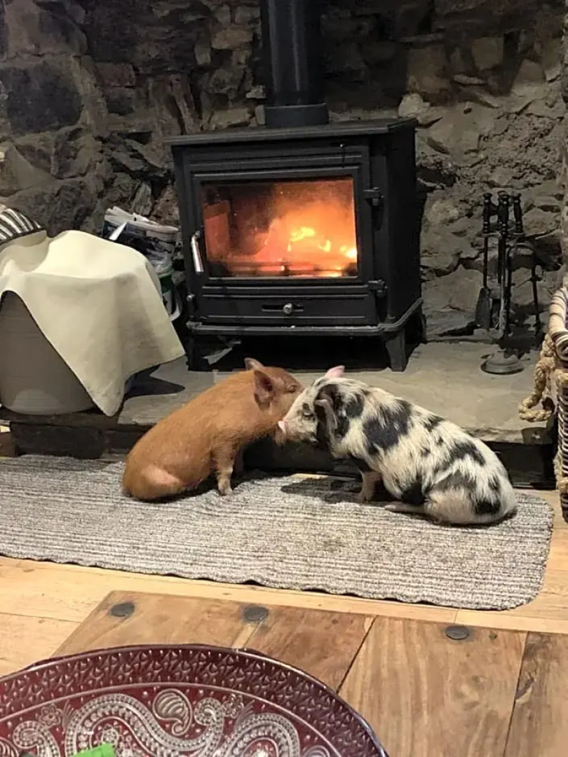 Cwtch Farm Bed & Breakfast