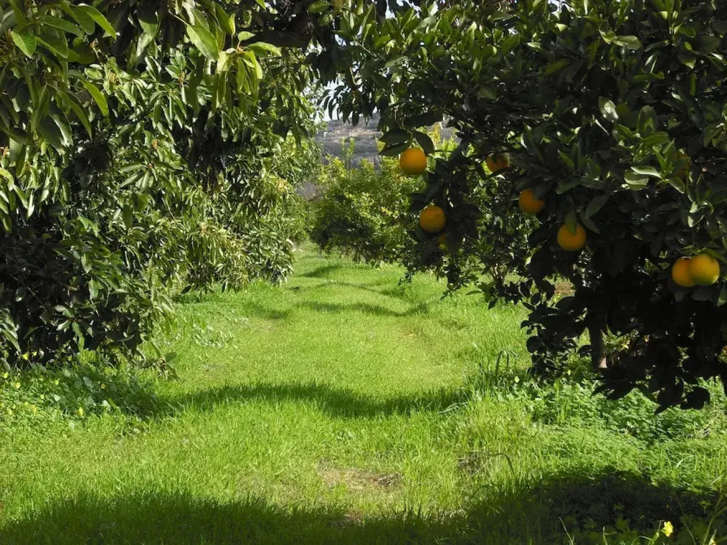 Fenareti Village House