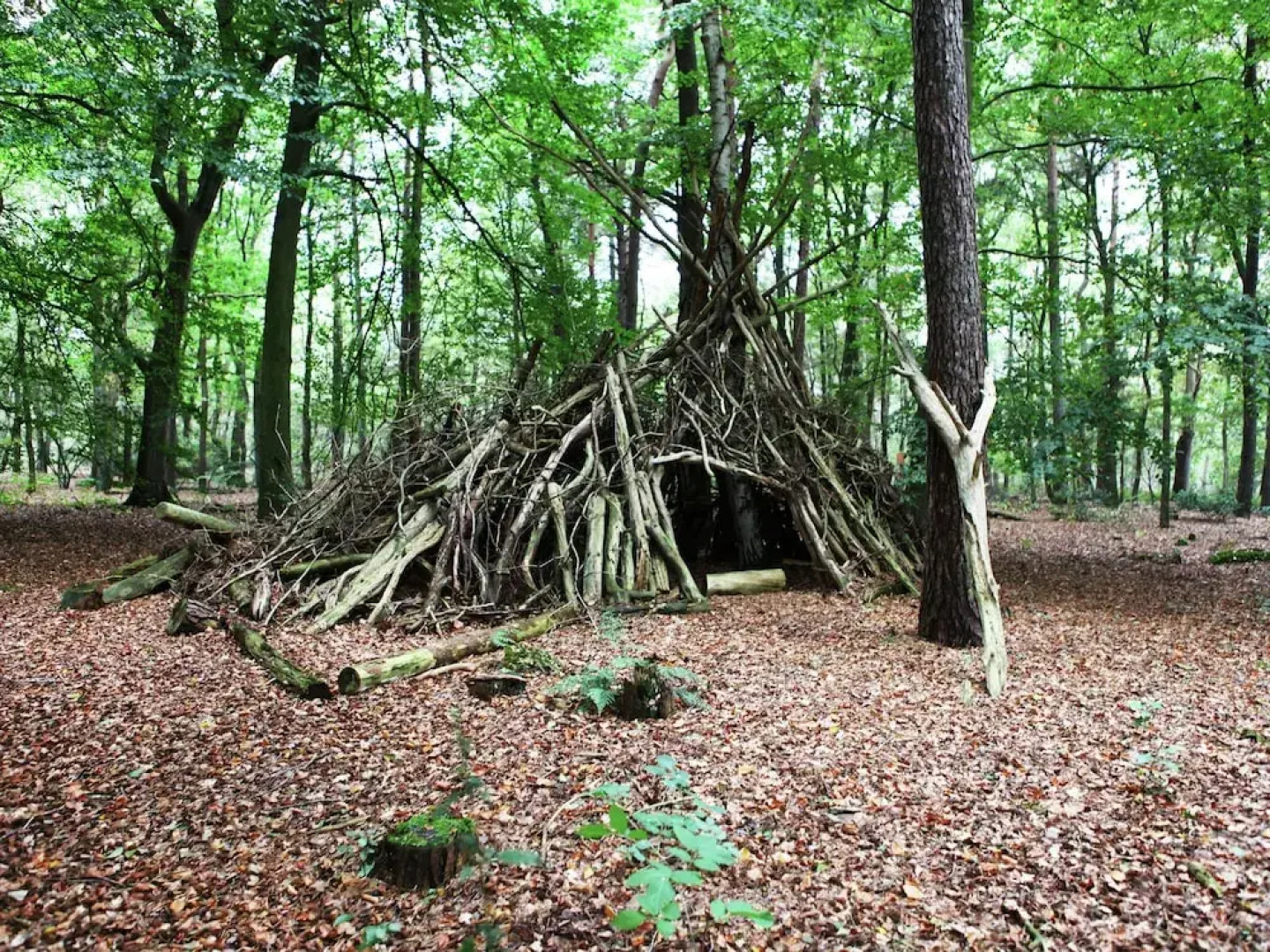 Charming Holiday Home in Hellendoorn Amidst the Forest