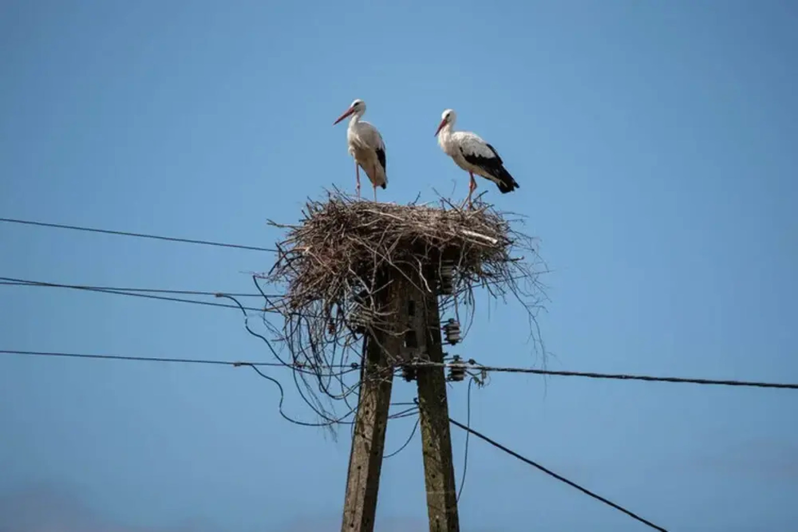 Summer House in Dabrowa by the Sea