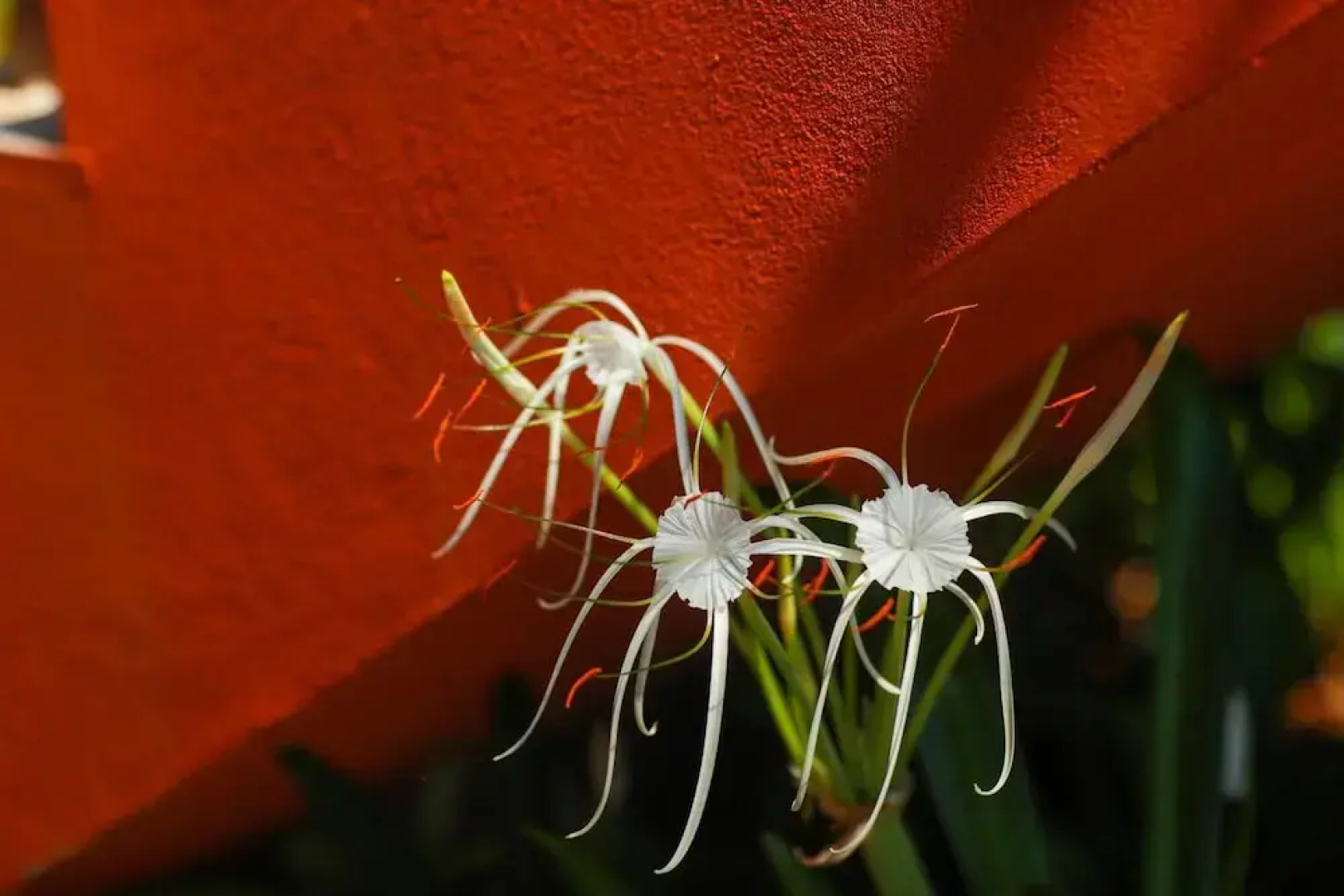 The Estate Resort, Mangalore