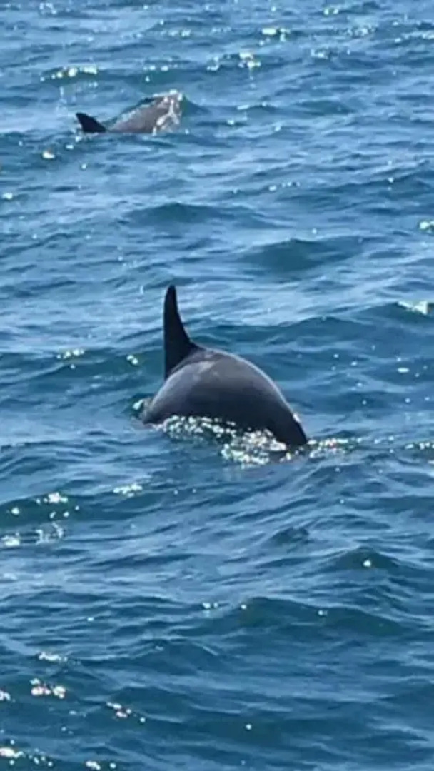 Villa With 3 Bedrooms In Riviere Noire With Wonderful Mountain View Private Pool Enclosed Garden