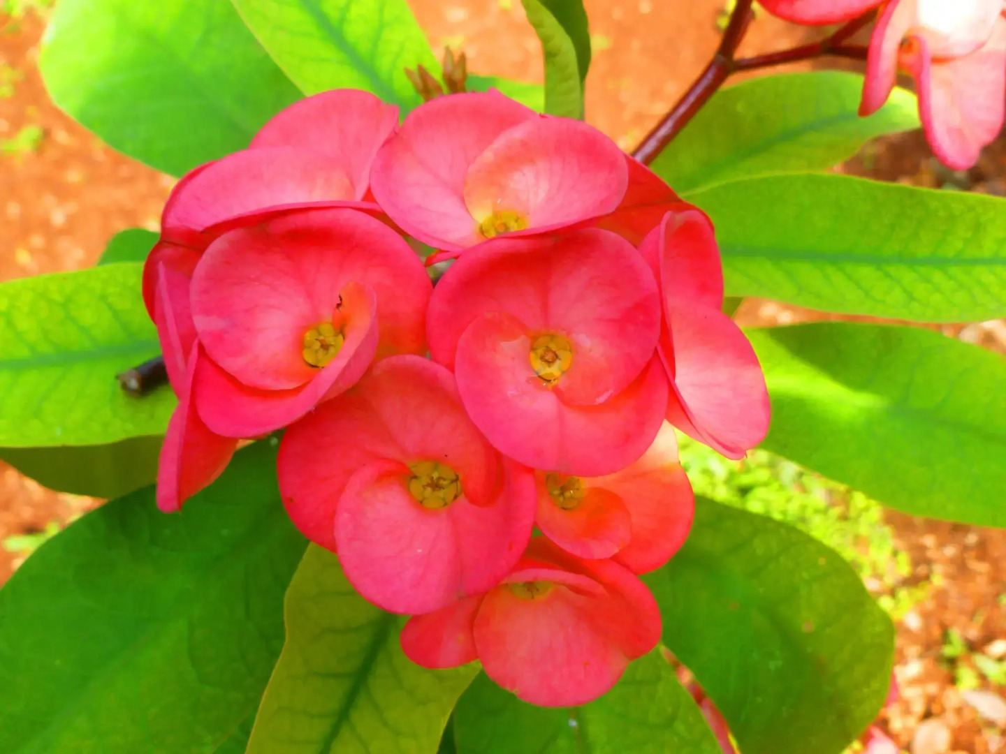 The FlyCatcher Inn Boutique Hotel